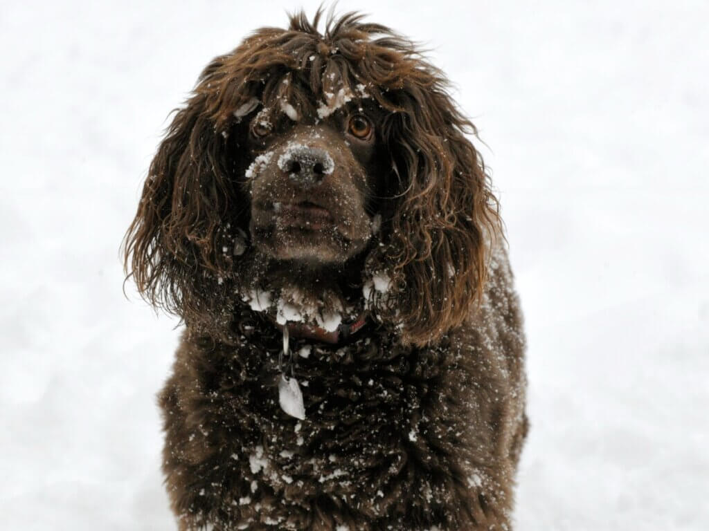 Boykin spaniel: tudo sobre essa raça