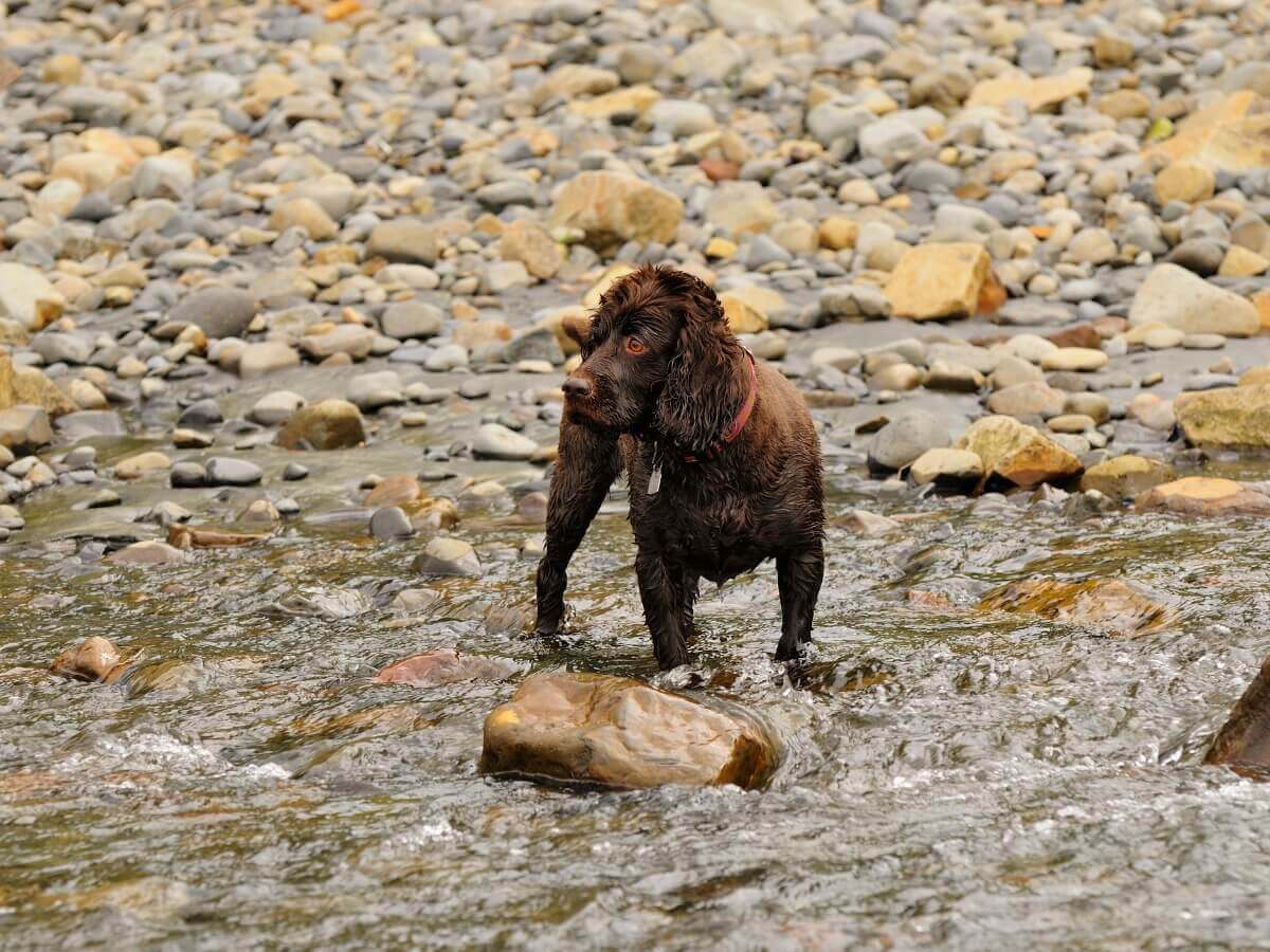 Um boykin spaniel em um rio.