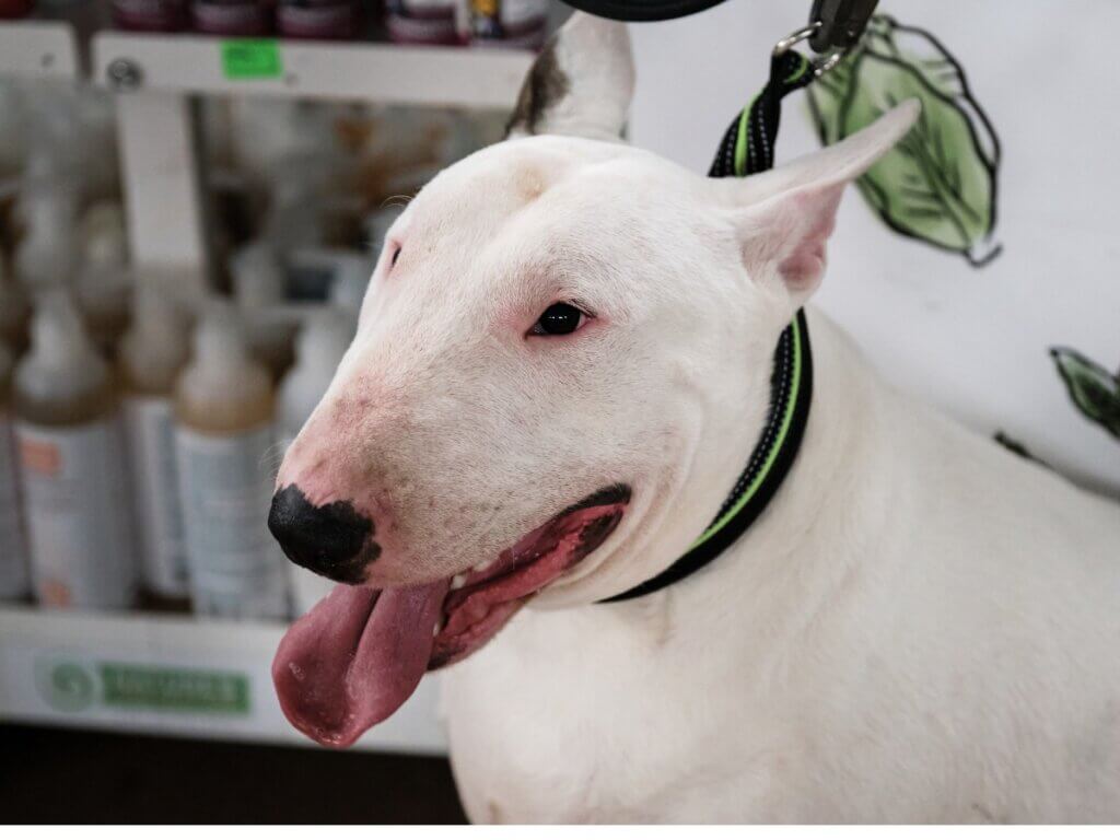 Cuidados com o bull terrier inglês