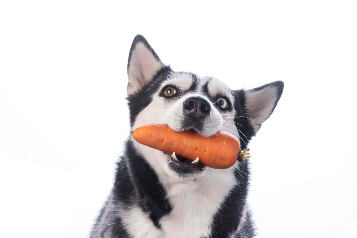 A cenoura é um dos 5 alimentos mais saudáveis para os cães.
