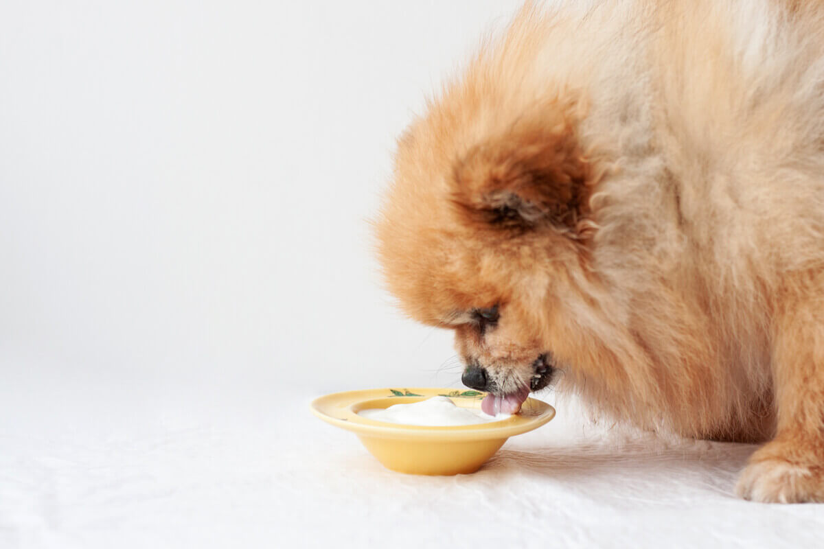 O iogurte é um dos 5 alimentos mais saudáveis para os cães.