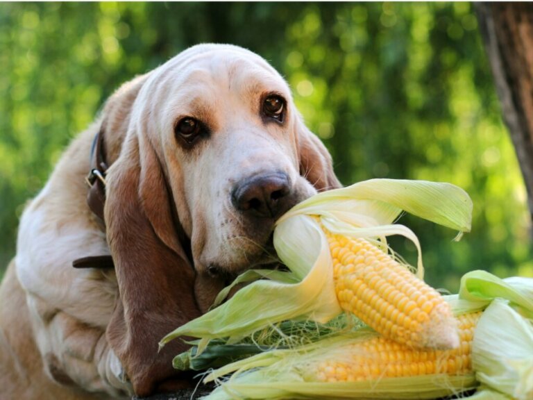 Os cães podem comer milho?