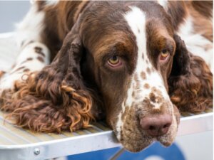 Os olhos do meu cão estão amarelos: o que ele tem?