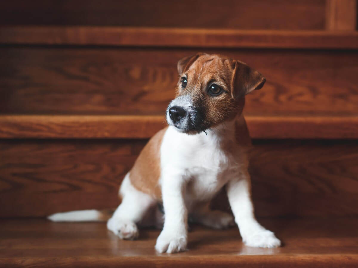 Um cachorro sentado no meio da escada.