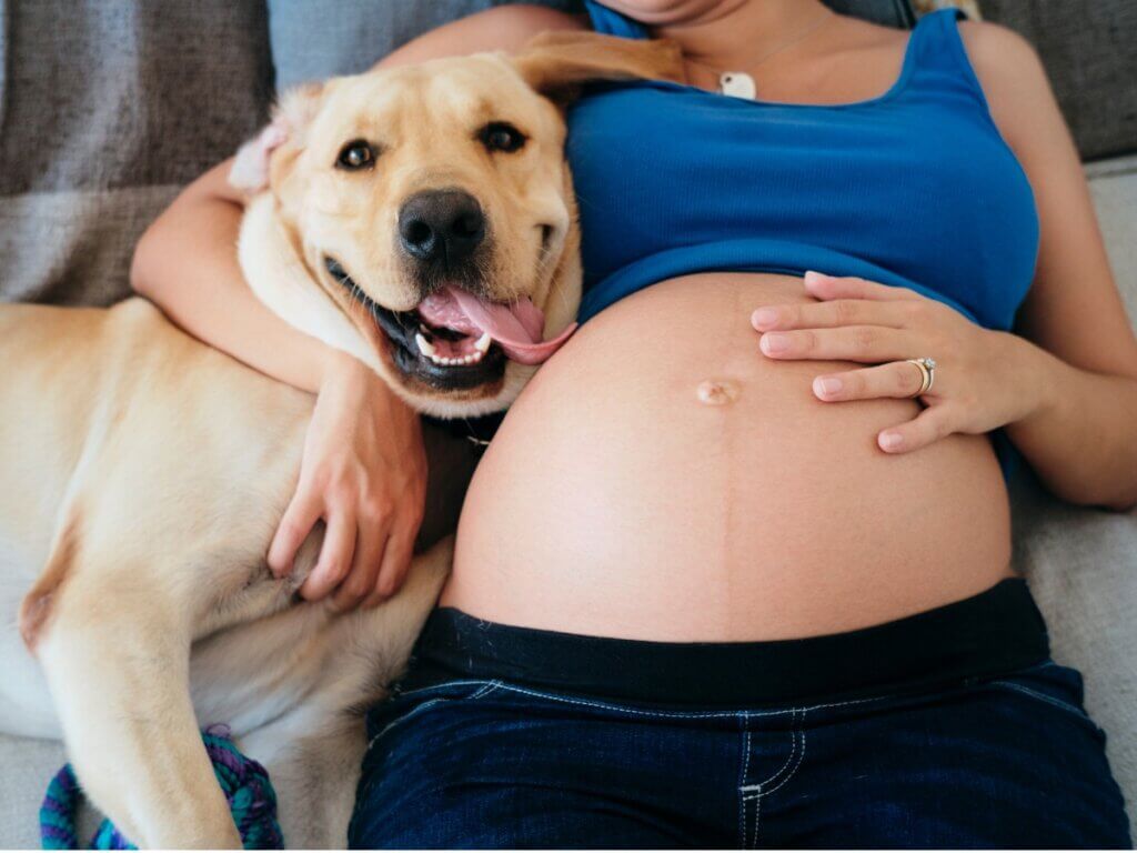 Os cães são capazes de perceber uma gravidez?