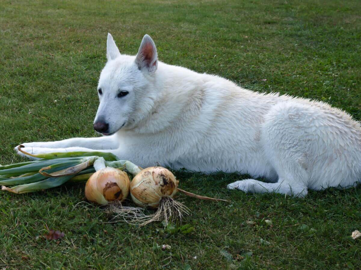 Um cachorro comendo uma cebola.