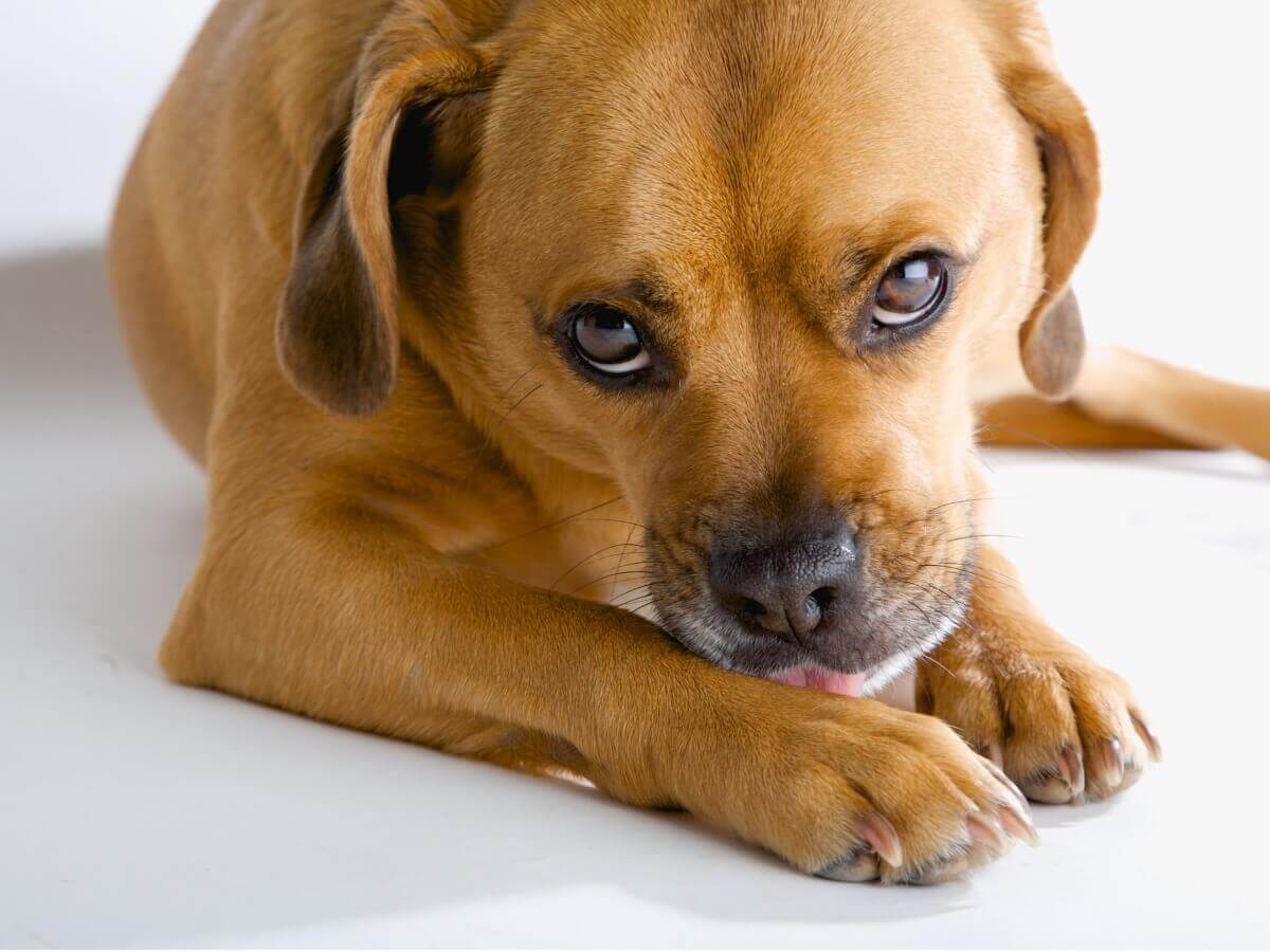 Por que meu cachorro lambe as patas o tempo todo?