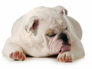 Meu cachorro lambe as patas: por quê?