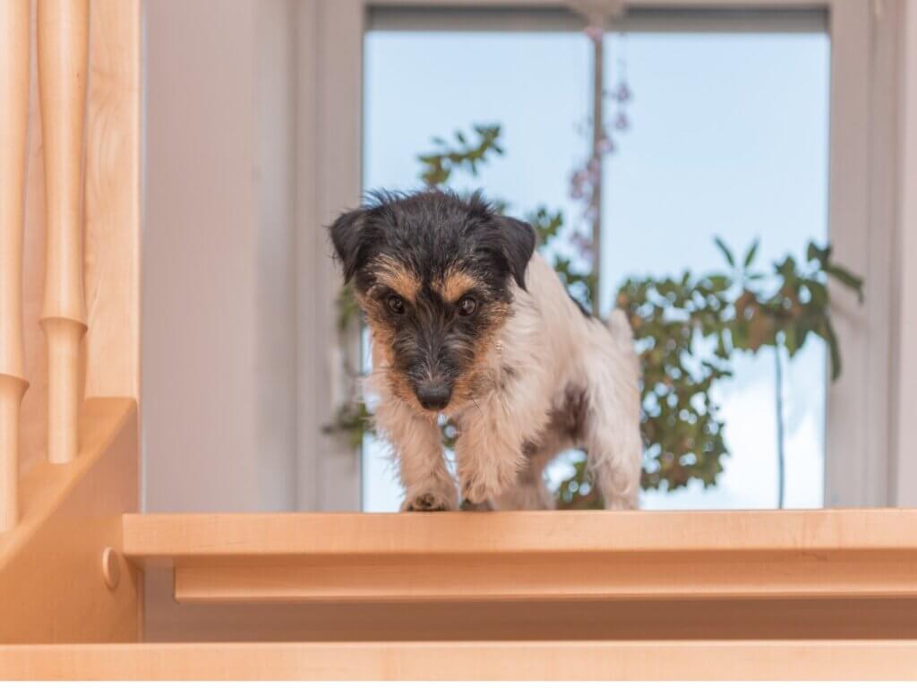 Meu cachorro tem medo de escada: causas e como agir