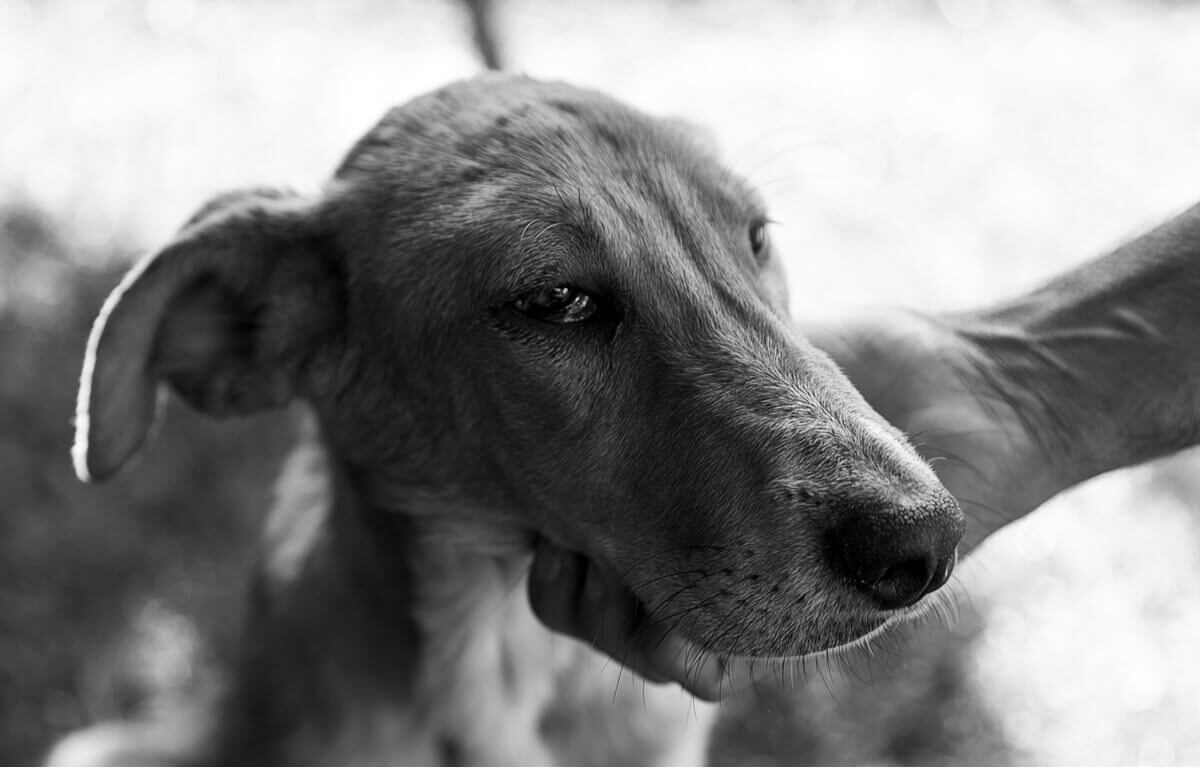 Um cachorro triste em preto e branco.