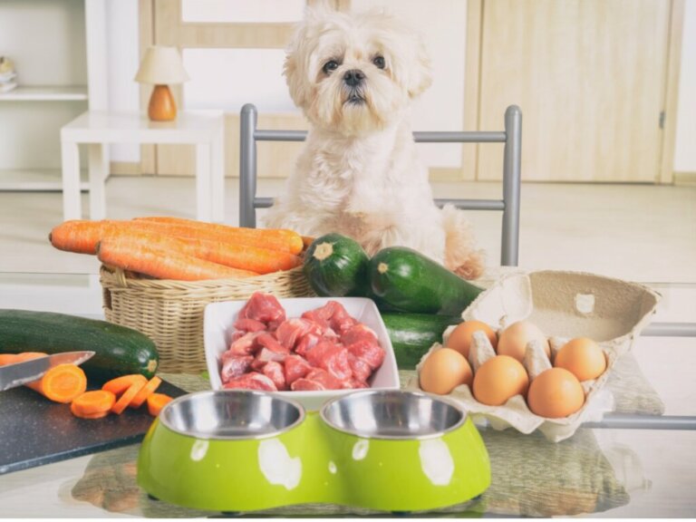 5 alimentos saudáveis para cães