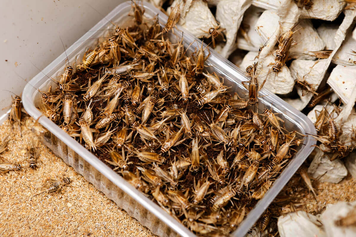 Você conhece as curiosidades sobre os grilos?