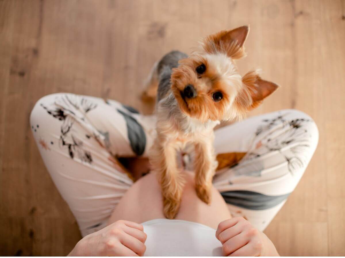 Uma cadela com uma mulher grávida.
