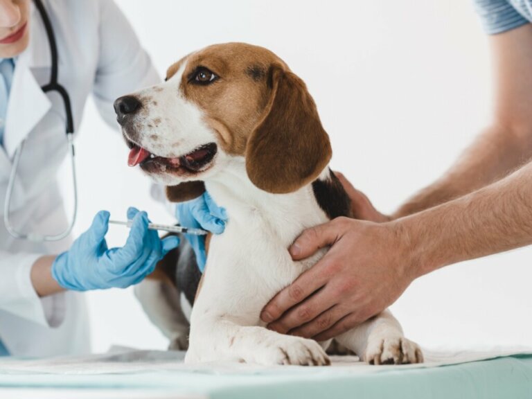 Catosal para cães e gatos: dosagem e efeitos colaterais