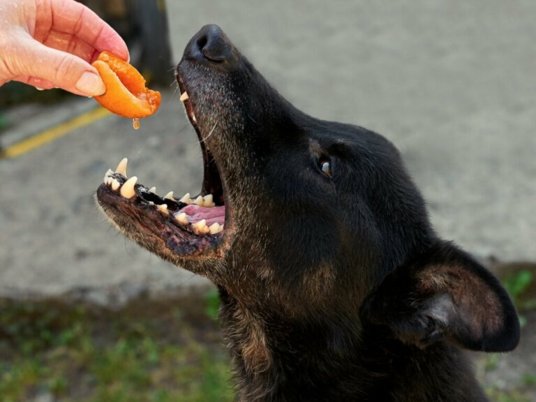 Os cães podem comer pêssego?