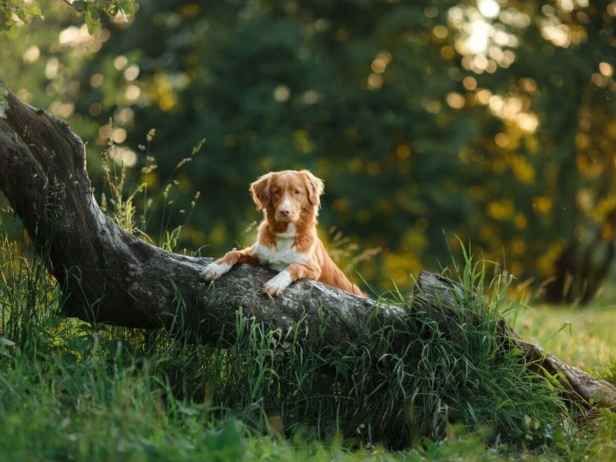 Um cachorro em cima de um tronco.