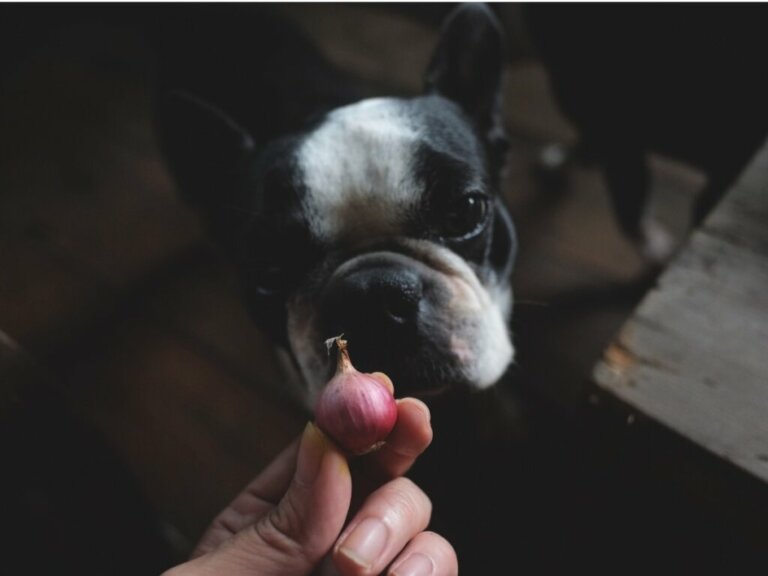 Os cães podem comer cebola?