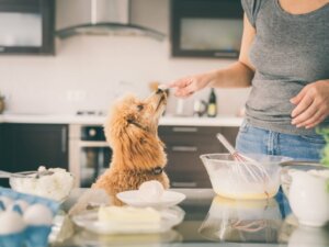 Os cães podem comer farinha de trigo?