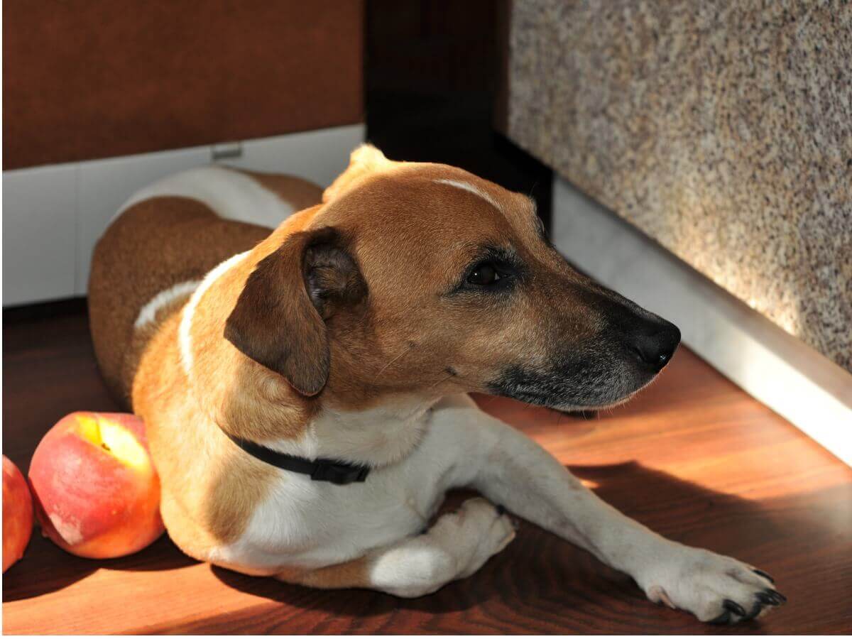 Um cachorro deitado ao lado de um pêssego.