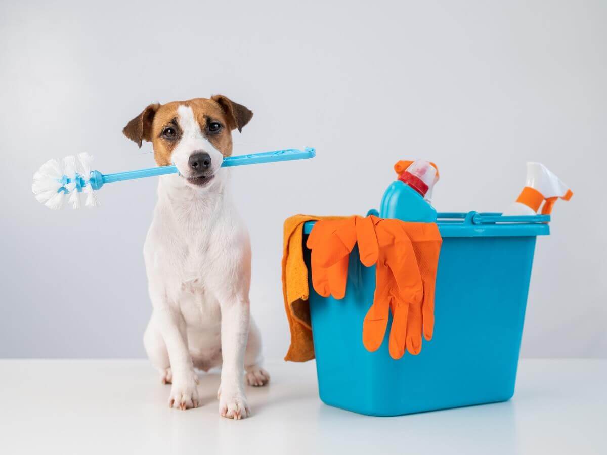 Um cachorro perto de produtos de limpeza.