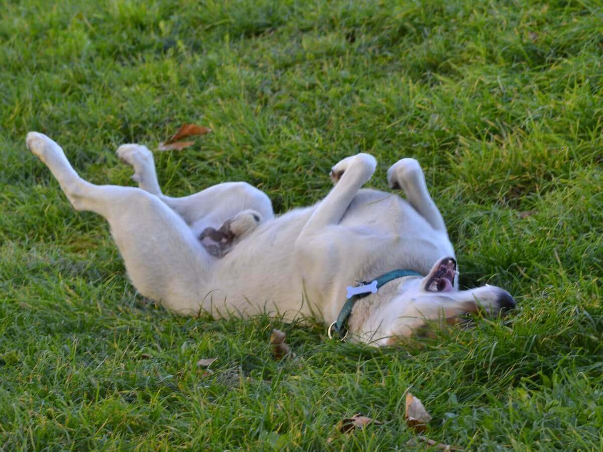 Um cachorro com o pênis nu.