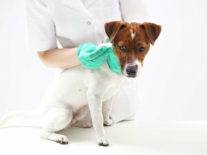 Parafimose em cães: características, causas e tratamento