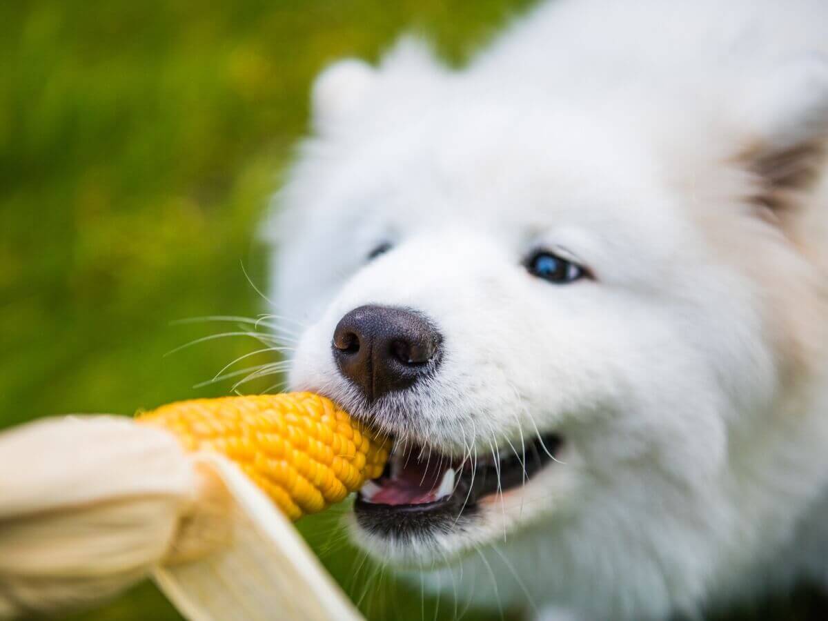 Um cachorro comendo milho no campo.