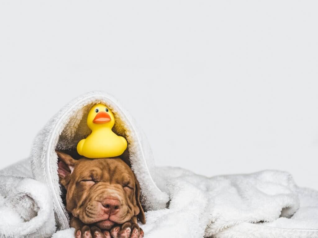 Por que meu cachorro me segue até o banheiro?