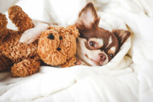 Diferenças entre pinscher e chihuahua