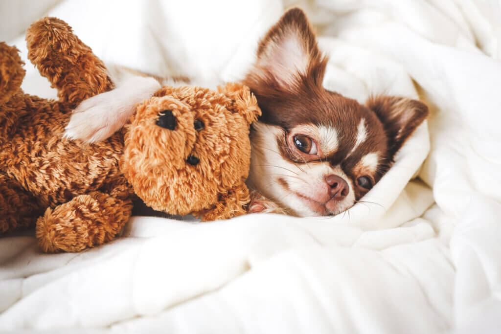 Diferenças entre pinscher e chihuahua