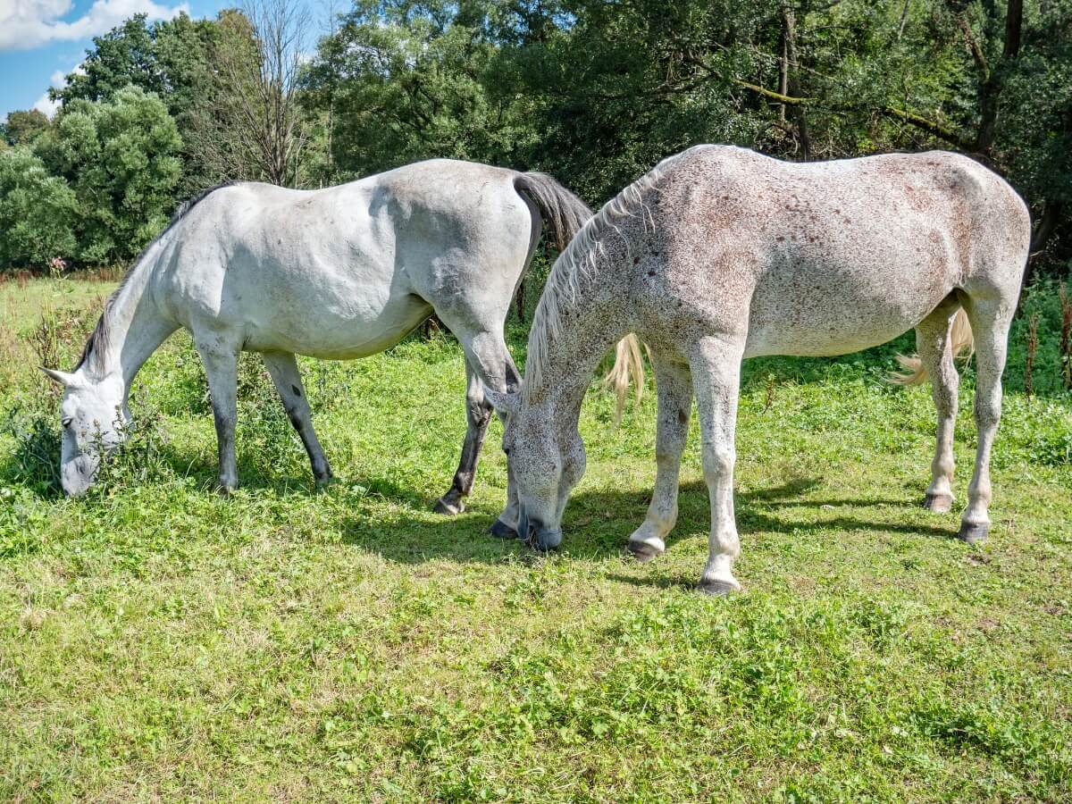 Um casal de cavalos appaloosa.