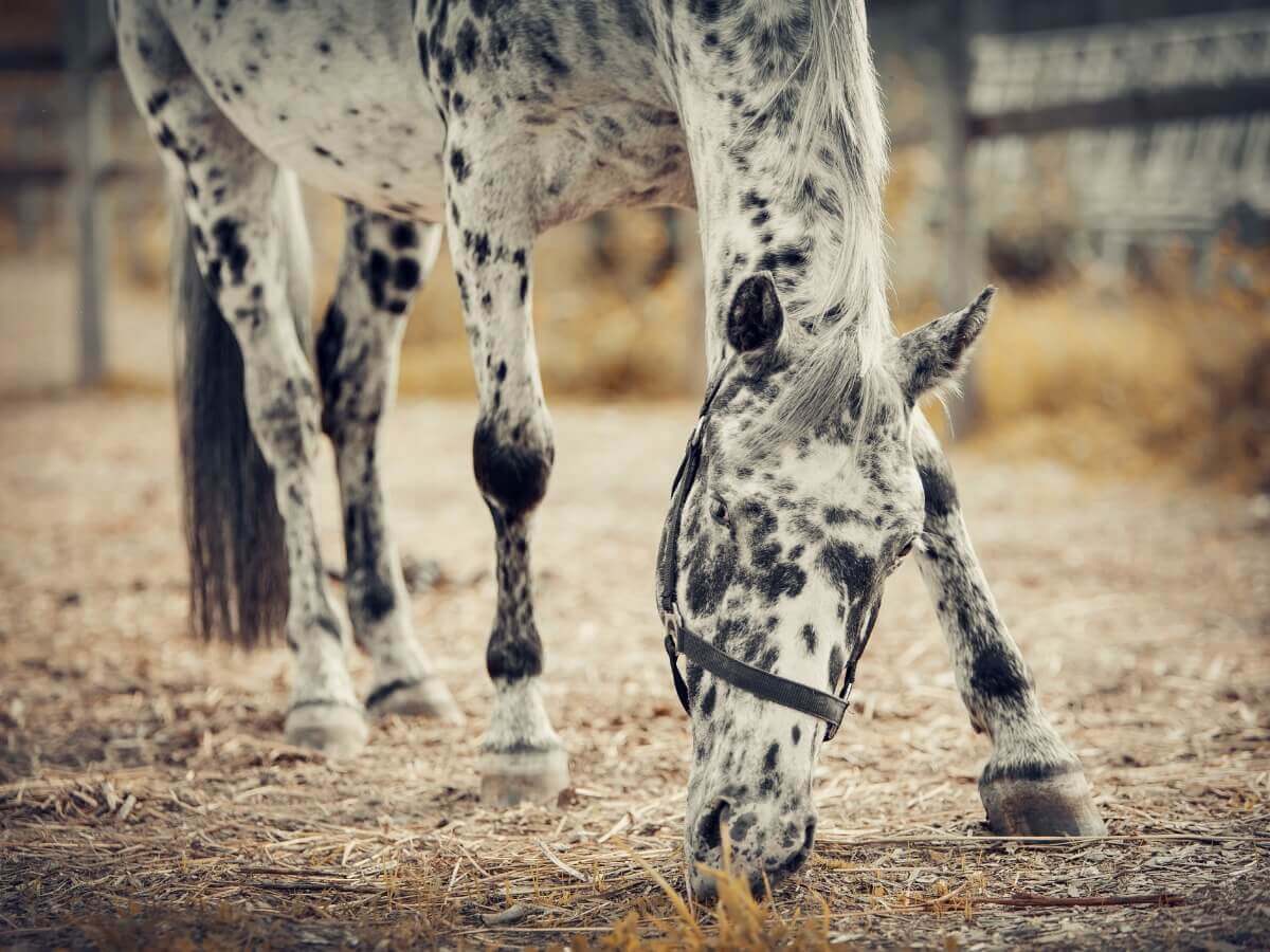 Um cavalo appaloosa comendo do chão.