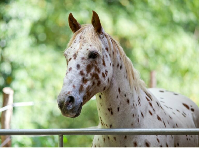 Cavalo appaloosa: origem e características
