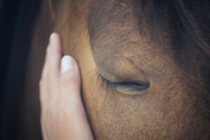 Glaucoma em cavalos: causas, sintomas e tratamento