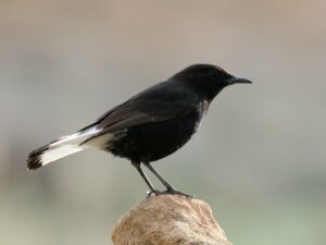 Chasco-preto: habitat e características