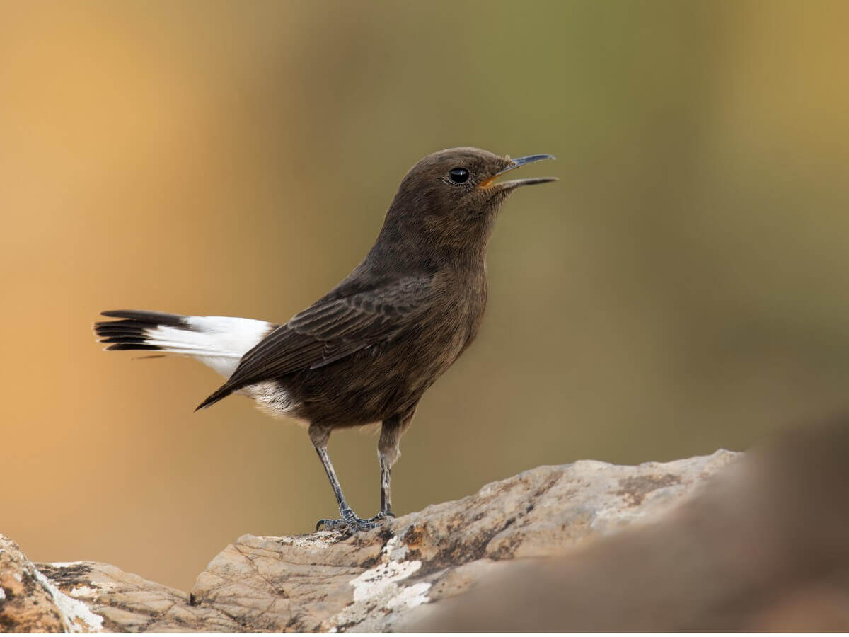 Um chasco-preto piando.