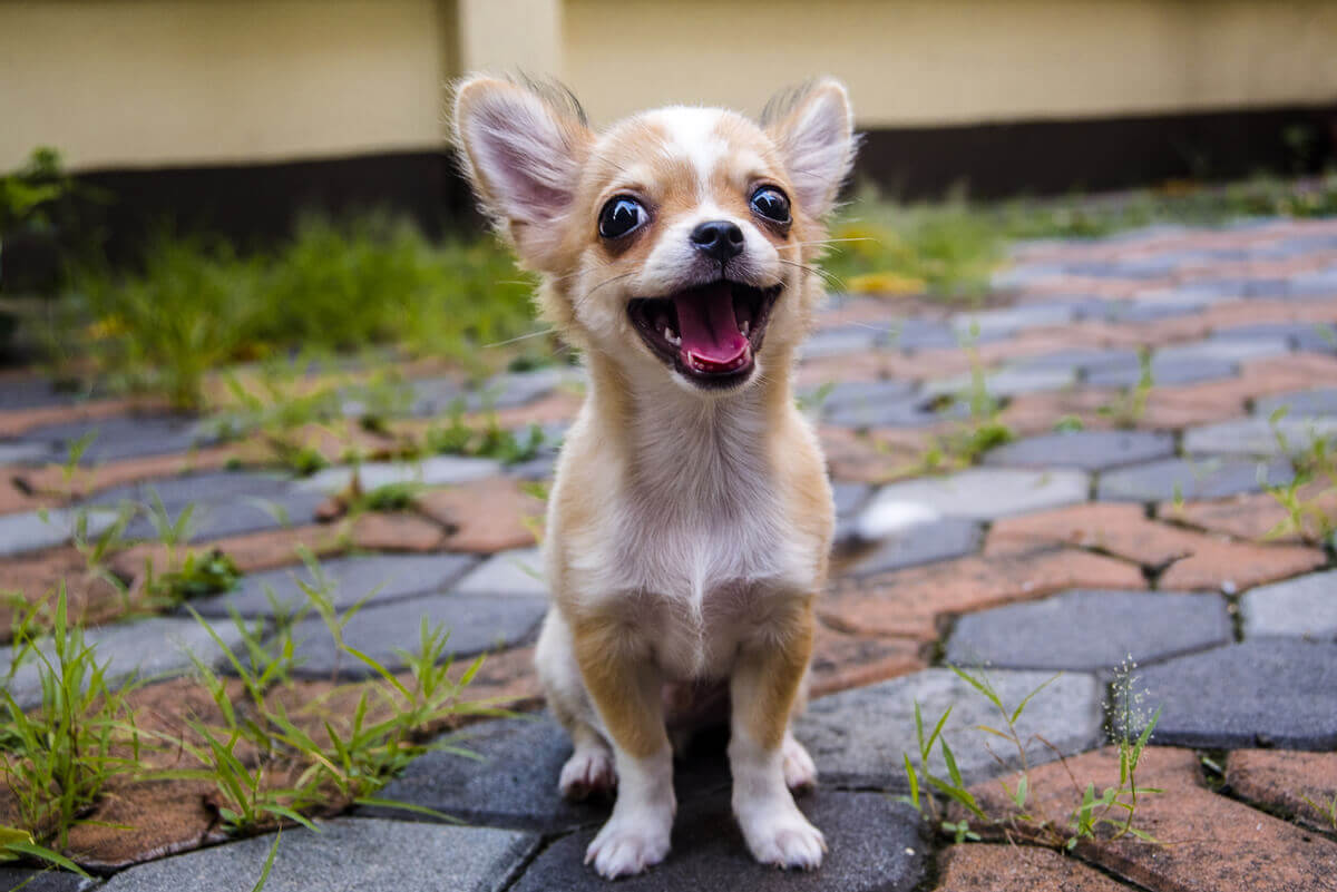 Um cão chihuahua mini.