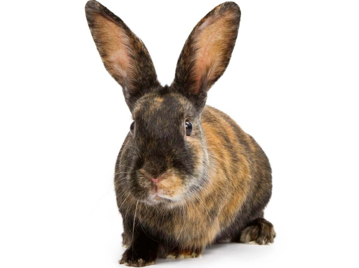 O comportamento dos coelhos é muito curioso.