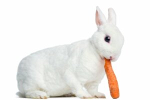 O comportamento dos coelhos