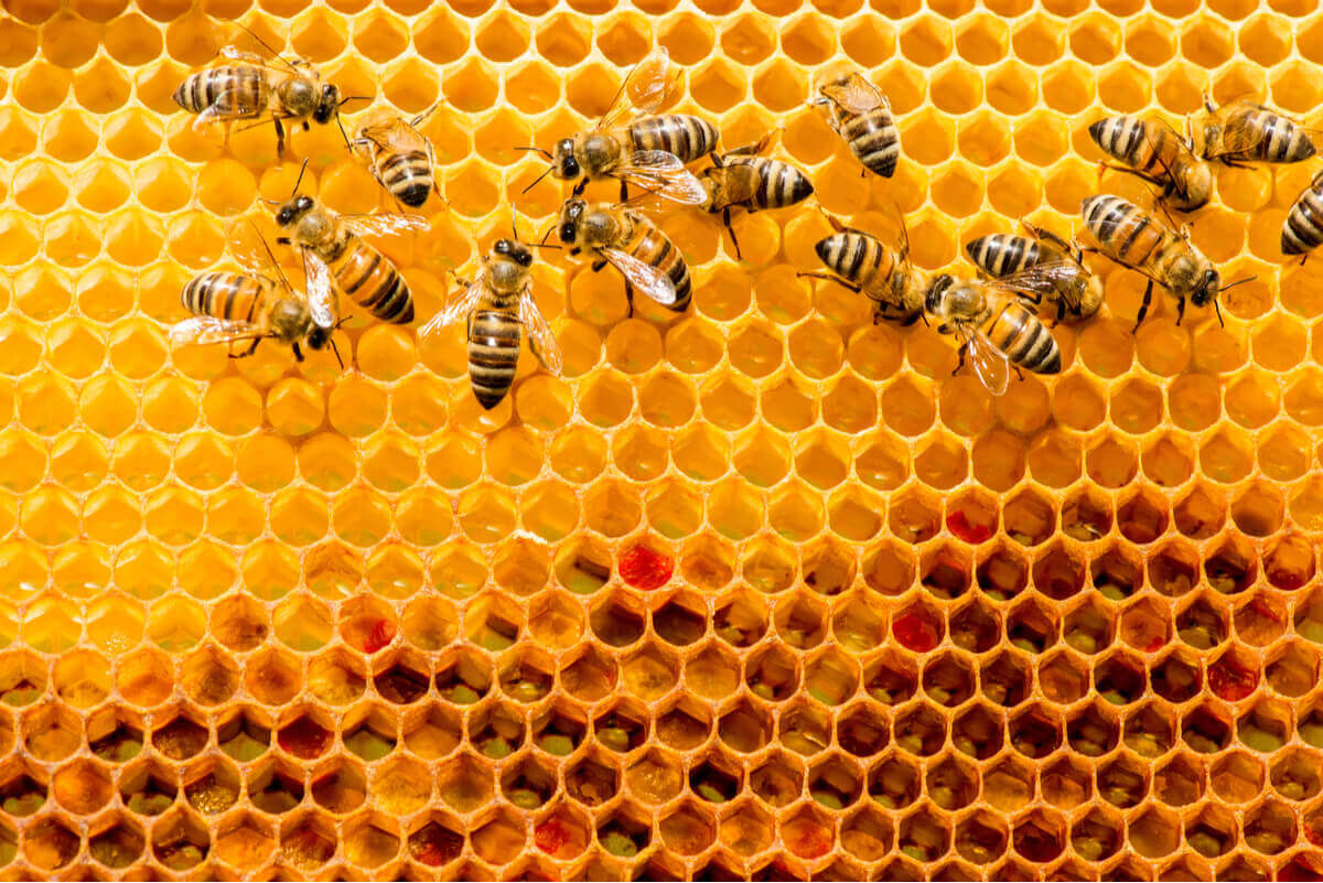 Uma abelha em sua colmeia.