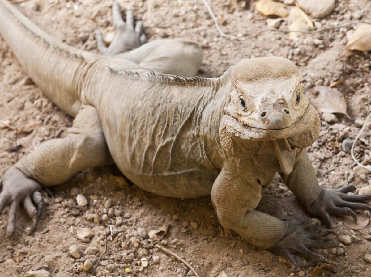 Uma iguana Cyclura cornuta de corpo inteiro.