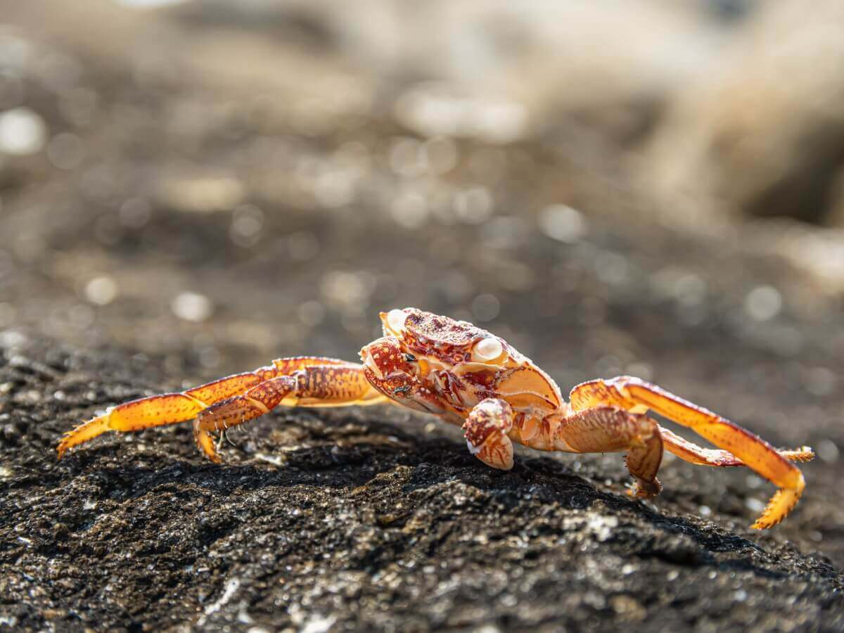 Um caranguejo em muda.