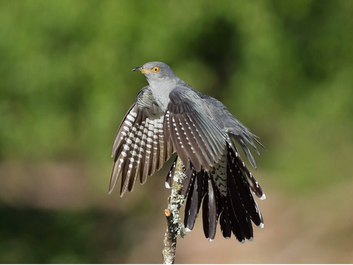 Um cuco-canoro preparando-se para voar.