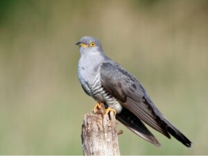 Cuco-canoro: habitat, características e incubação