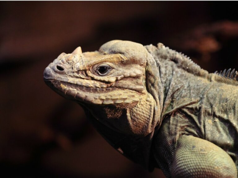 A iguana Cyclura cornuta: habitat, características e conservação
