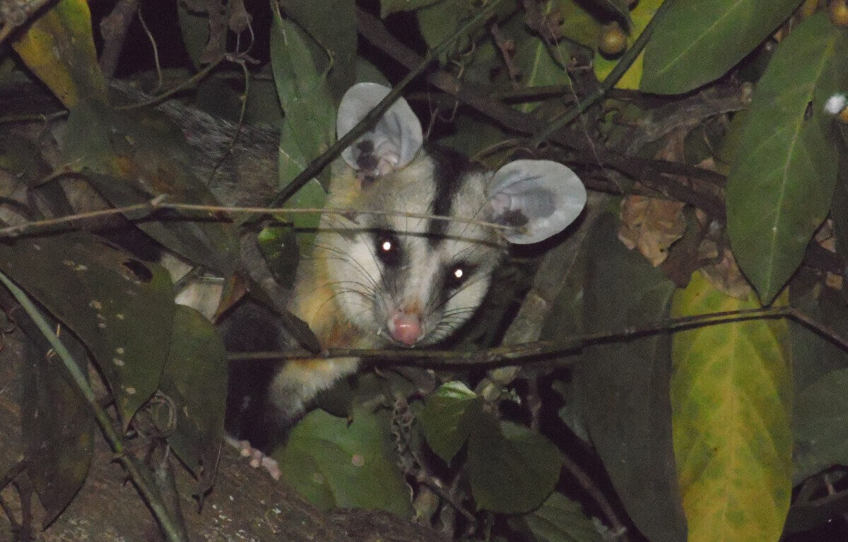 Didelphis albiventris: Um dos tipos de marsupiais.
