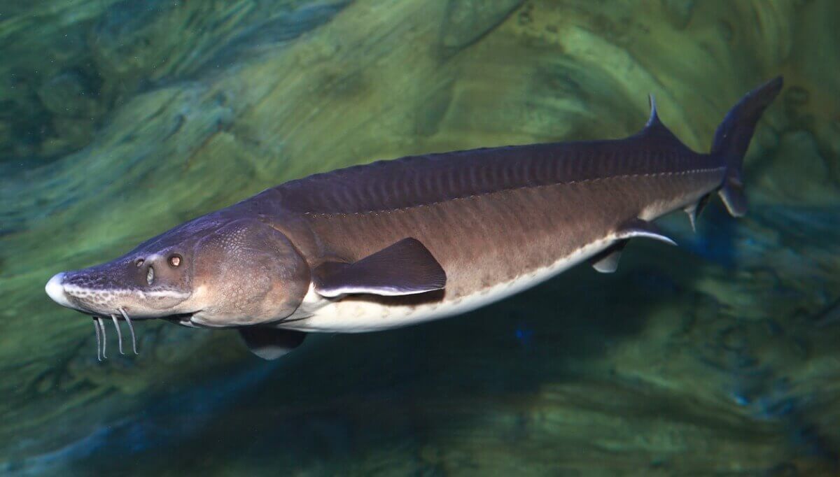 Outro dos peixes ameaçados de extinção.