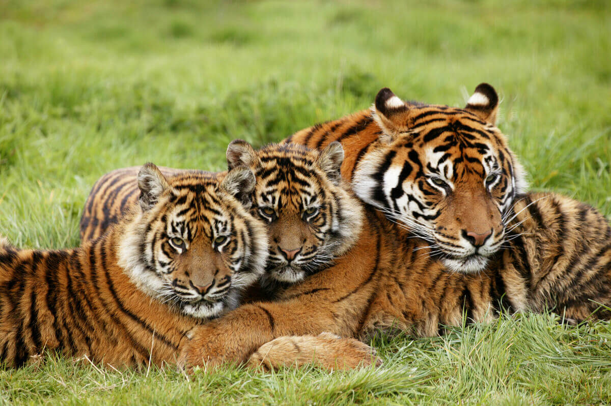 Um grupo de tigres.