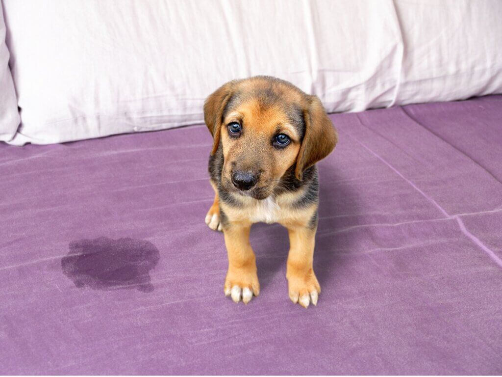 Como repreender um filhote de cachorro?