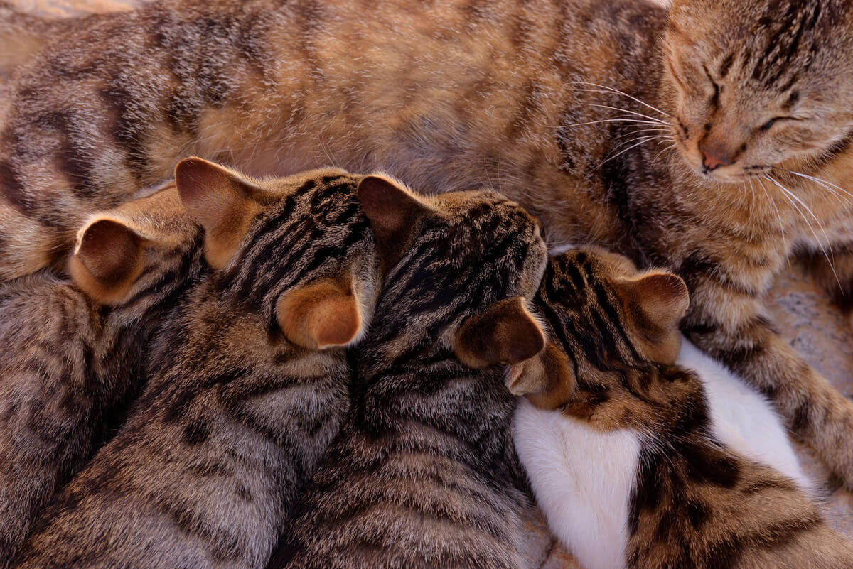 Filhotes de gato mamando